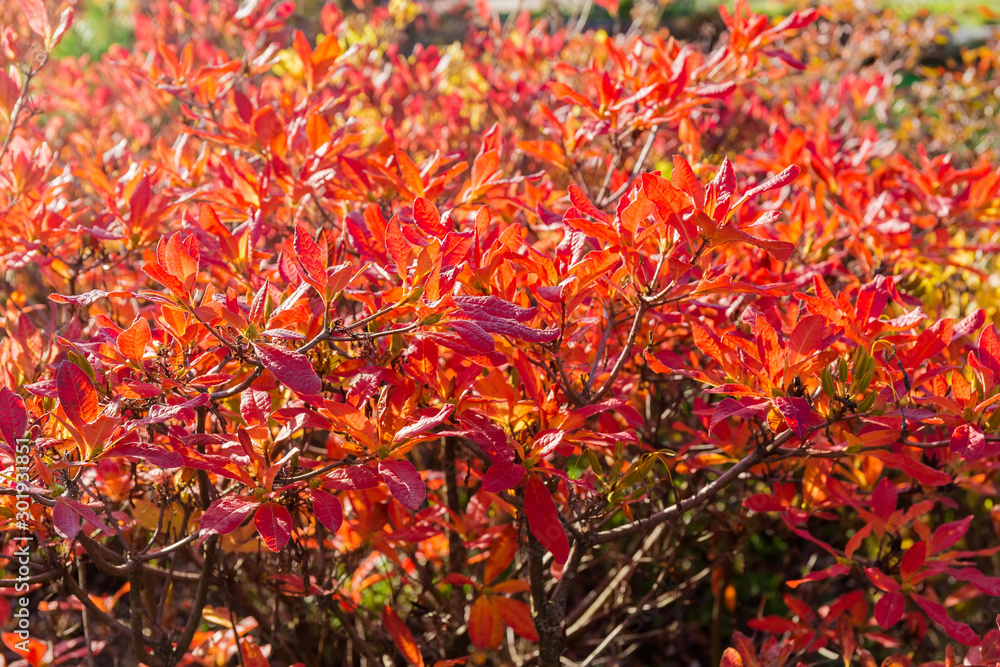 Shrubs of deciduous rhododendron with autumn leaves Shrubs of deciduous rhododendron with autumn leaves