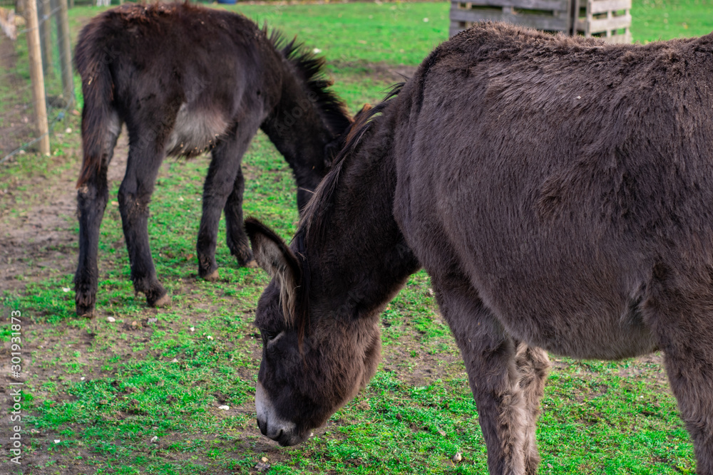Donkeys eating grass in petting zoo Donkeys eating grass in petting zoo