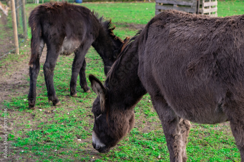 Donkeys eating grass in petting zoo