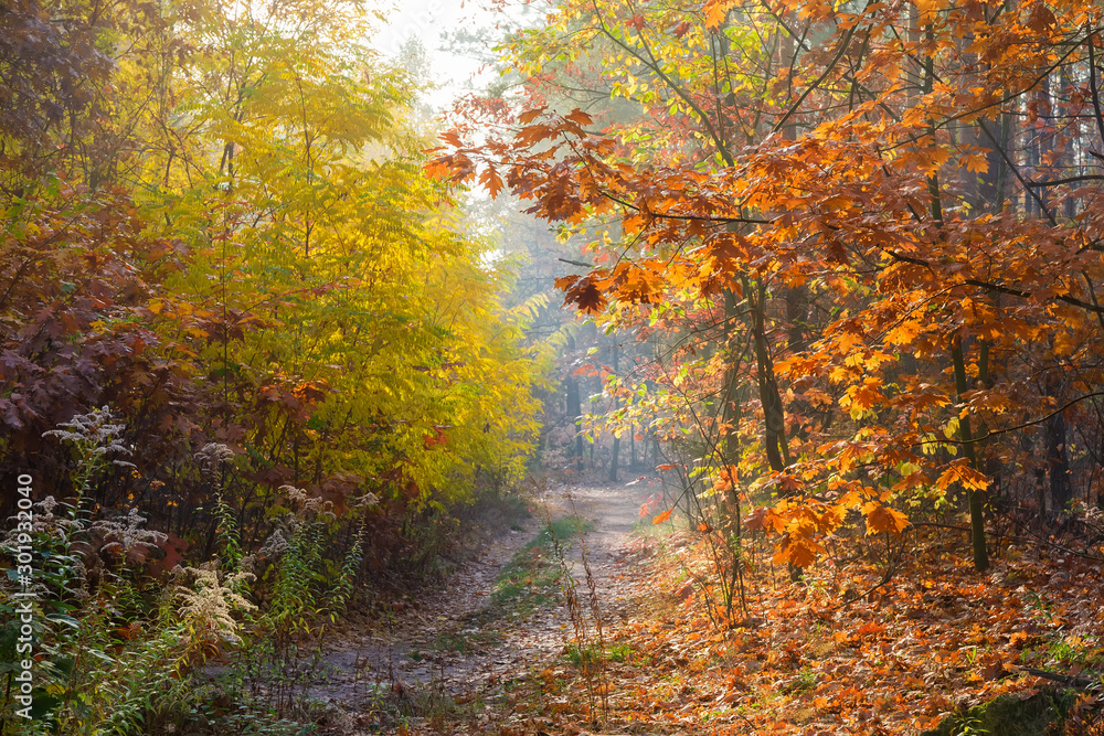 Fragment of the forest with dirt road in autumn Fragment of the forest with dirt road in autumn