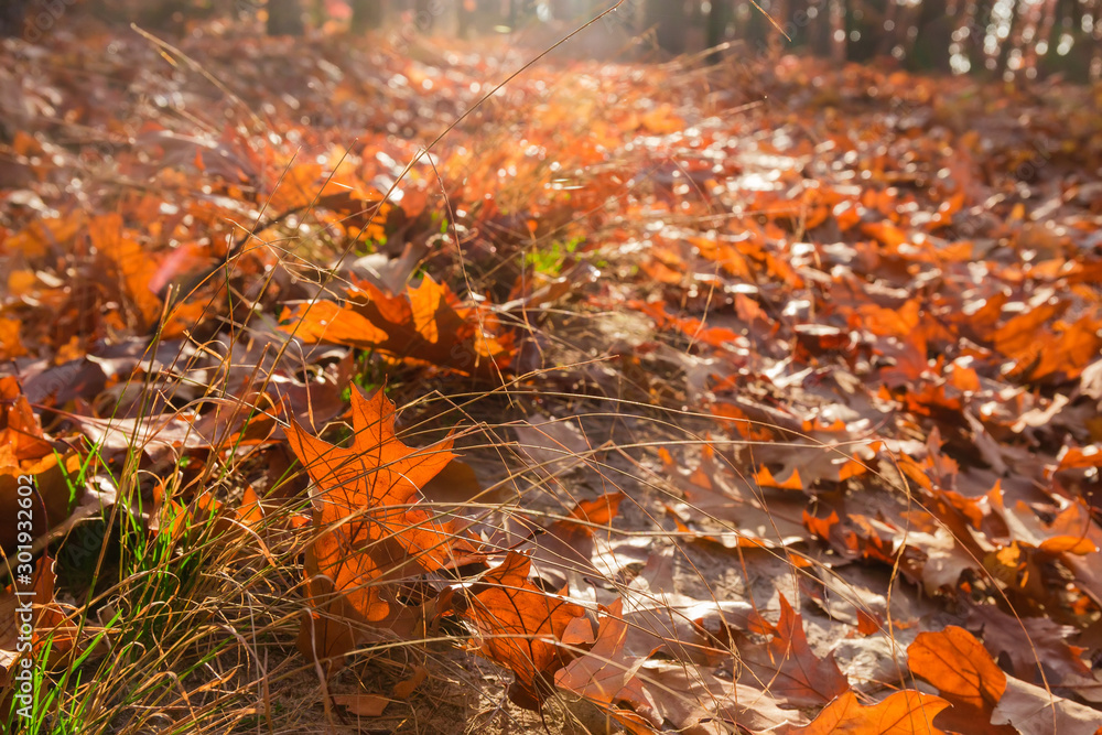 Fallen leaves in forest among withered grass in selective focus Fallen leaves in forest among withered grass in selective focus