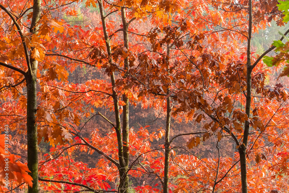 Branches of red oaks with autumn leaves against forest