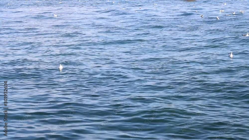 seagulls on the water, wavy sea seagulls on the water, wavy sea