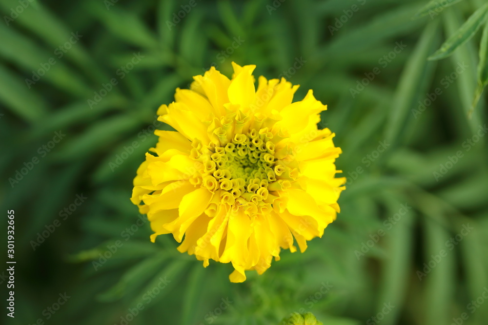 Marigold in the garden