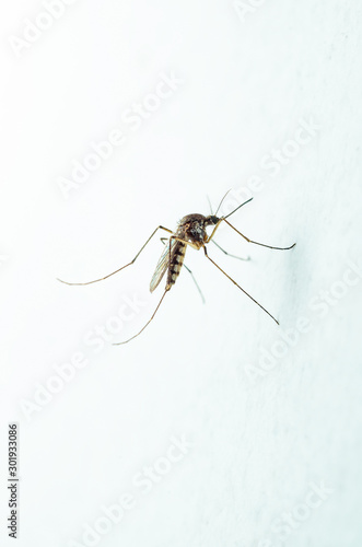 Dangerous Malaria Infected Mosquito on White Wall. Leishmaniasis, Encephalitis, Yellow Fever, Dengue, Malaria Disease, Mayaro or Zika Virus Infectious Culex Mosquito Parasite Insect Macro.