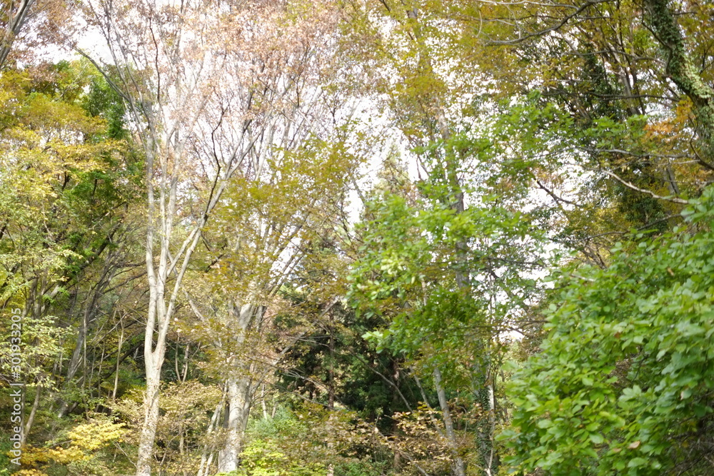 Fototapeta premium 秋の葉