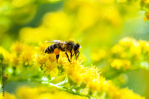 Honey Bee Insect Pollinating Wild Yellow Flowers © nechaevkon