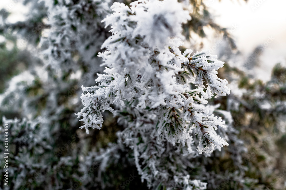 white snow on a tree branch white snow on a tree branch