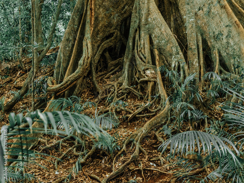 twisted roots of large tree in rainforest