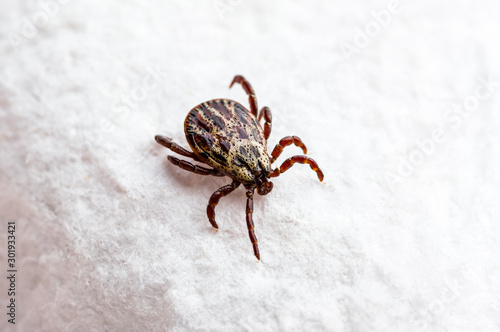 Lyme Disease Infected Tick Insect, Encephalitis Virus or Borreliosis Infectious Dermacentor Arachnid Parasite Macro © nechaevkon
