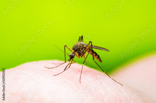 Dangerous Malaria Infected Mosquito Bite, Leishmaniasis, Encephalitis, Yellow Fever, Dengue, Mayaro Disease, Zika, EEEV or EEE Virus Infectious Culex Parasite Insect