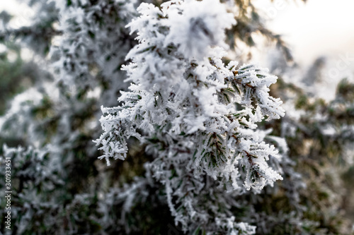 white snow on a tree branch © Сергей Семенов