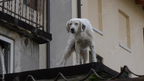 A guard dog on the roof guards the area. Italy