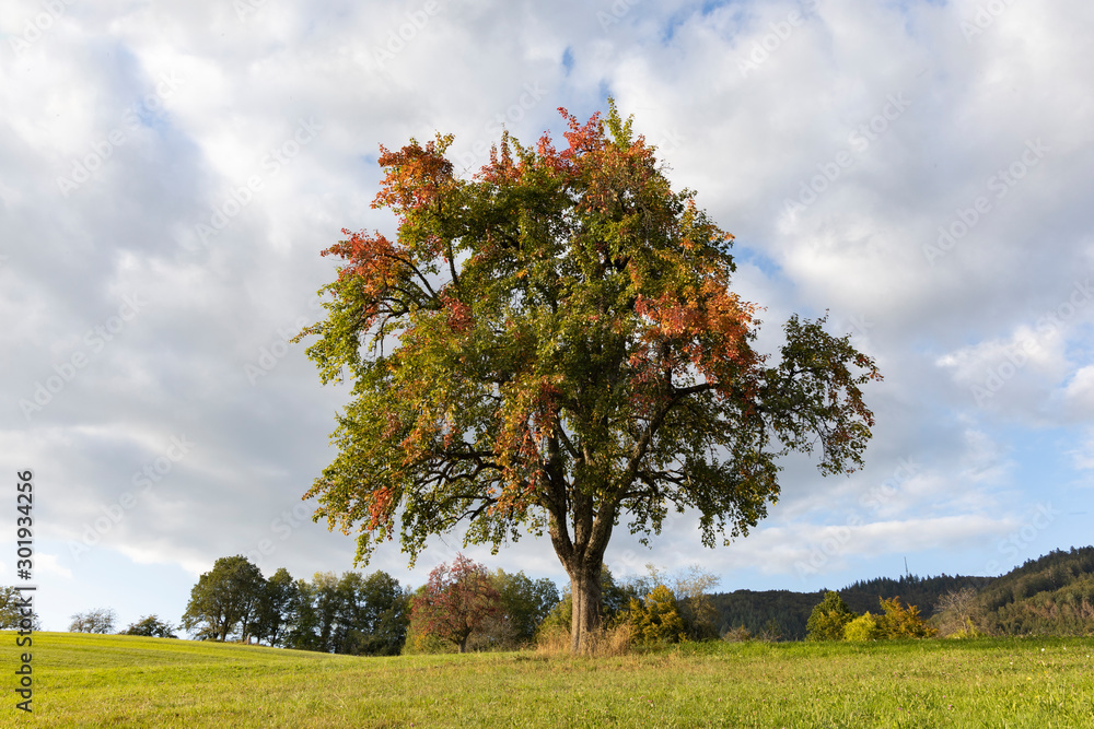Fototapeta premium Birnbaum im Herbst