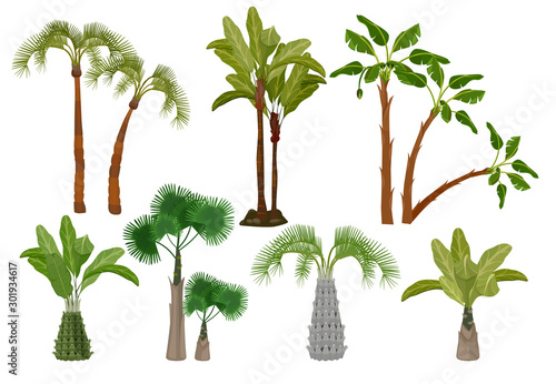 Palm trees. Tropical plants collection garden of brazil or california vector cartoon pictures. Summer exotic palm tree, green nature tropical illustration