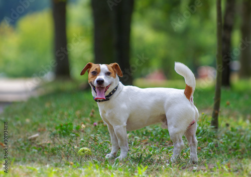 Jack Russell terrier dog in the park on grass