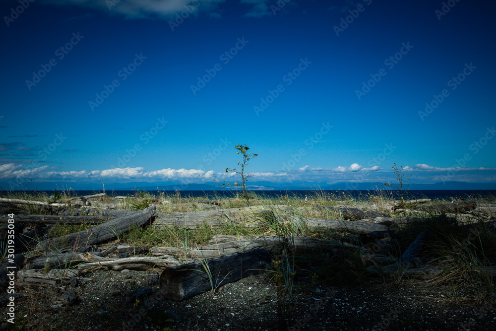 Denman Island, Vancouver Island, British Columbia, Canada: the typical beach atmosphere; driftwood on the gravel sand and beautiful blue colors.