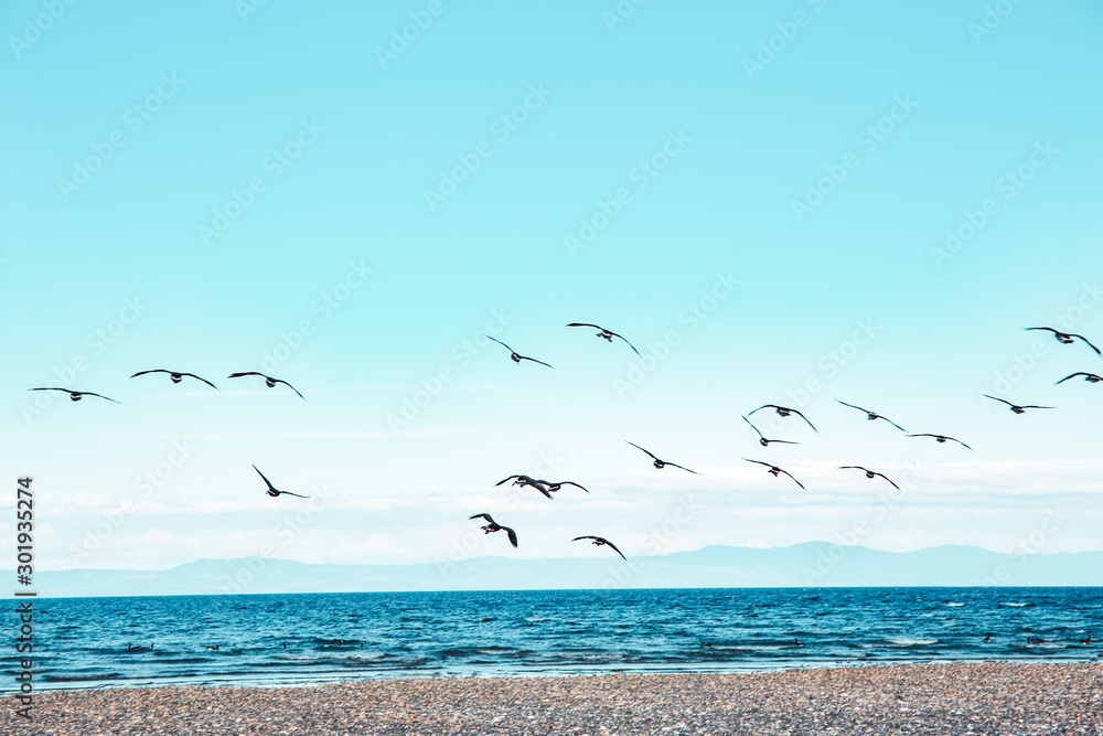 National Geographic scenery: migrating canadian flying over the beach in Denman Island, Vancouver Island.