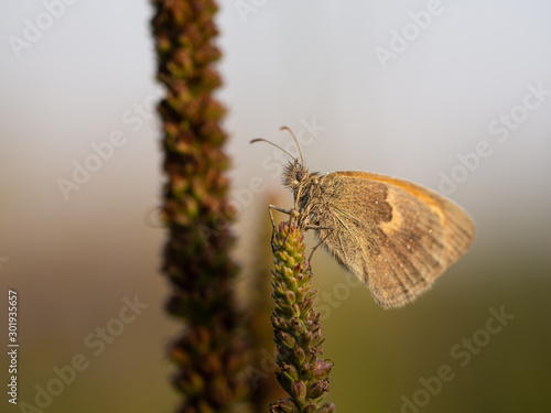 Small heath (Coenonympha pamphilus) butterfly sitting on plant, macro