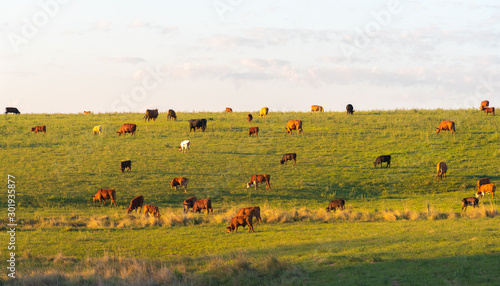 Fototapeta Naklejka Na Ścianę i Meble -  The pasture field and cattle herd 15