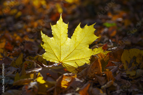 background texture of yellow leaves autumn leaf background