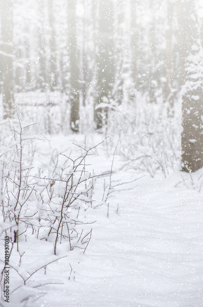 Winter snow covered trees background Winter snow covered trees background