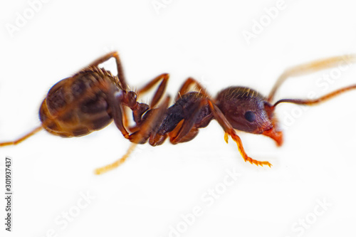 ant on a white background. Messor structor on the plate. Ants of the species Messor - vegetarian They get protein from the seeds of meadow plants photo