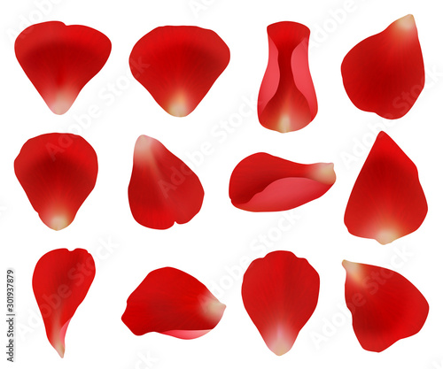 Rose petals. Flowers plants elements leaves red petals collection for beautiful romantic womans detailed vector templates. Illustration flower blossom, petal red collection