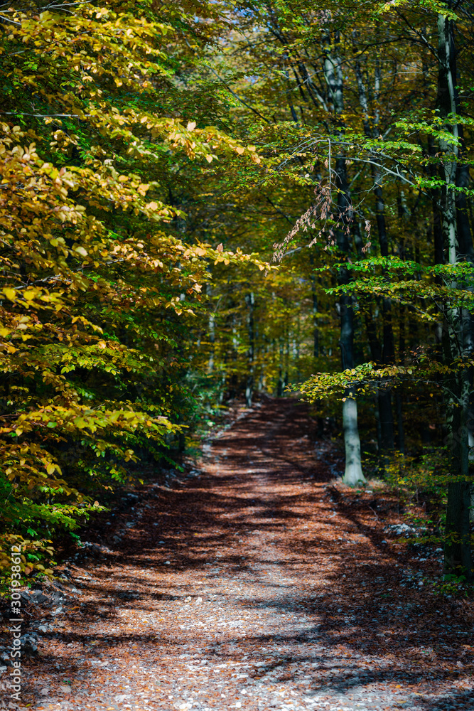 Autumn forest road leaves view in Germany, Bielefeld