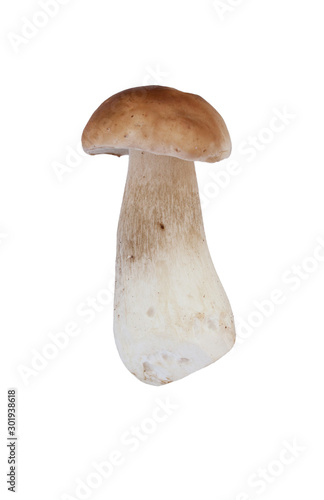 yellow boletus cep porcino cepe mushroom natural real isolated white