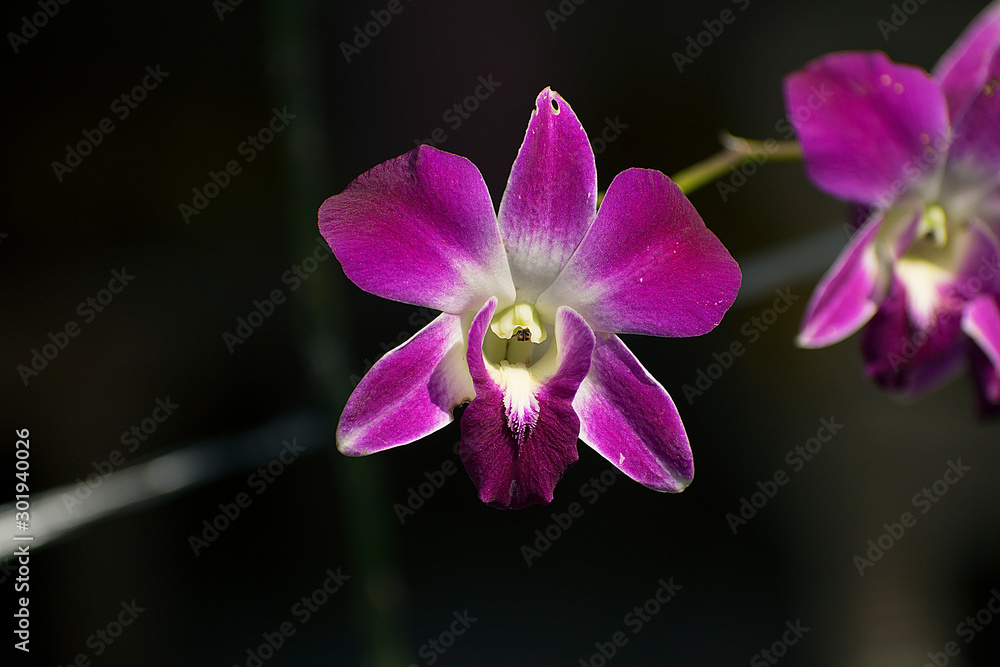 orchid from Bali in a morning light orchid from Bali in a morning light