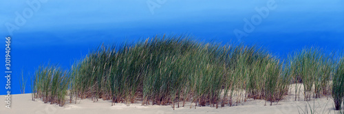 Panorama mit Dünengräsern vor blauem Himmel und Meer © aro49