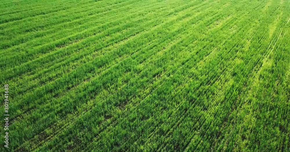 Aerial view of agriculture in rice fields for cultivation. Natural the texture for background. Aerial view of agriculture in rice fields for cultivation. Natural the texture for background.