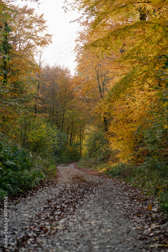Autumn forest road leaves view in Germany  Bielefeld