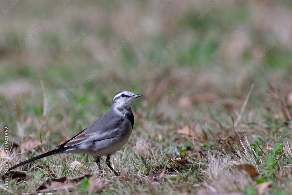 white wagtail white wagtail