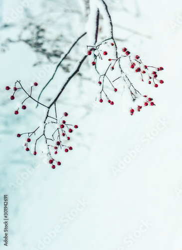 A branch with red berries covered with fluffy snow. Winter is a beautiful view. Very soft selective focus.