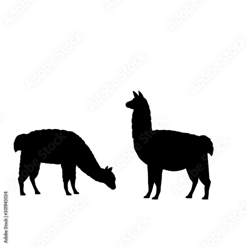 Silhouette of two alpaca llamas. Alpaca Llama family. photo