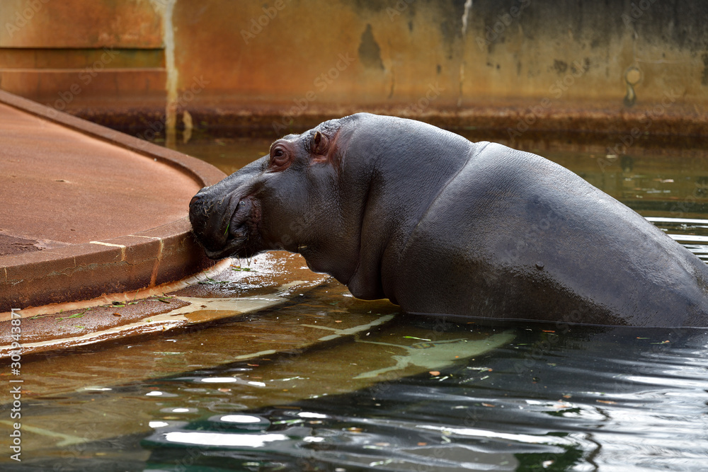Fototapeta premium 動物園