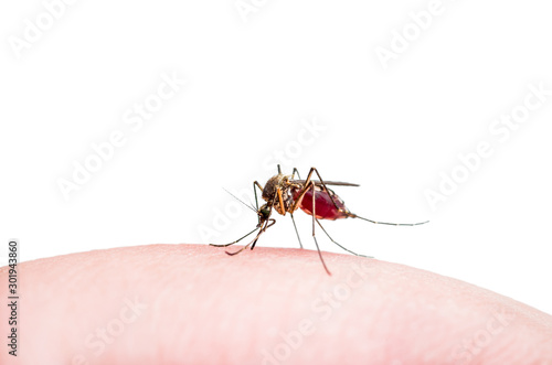 Dangerous Dengue Infected Mosquito Bite Isolated on White. Leishmaniasis, Encephalitis, Yellow Fever, Dengue, Malaria Disease, Mayaro or Zika Virus Infectious Culex Mosquito Parasite Insect Macro.