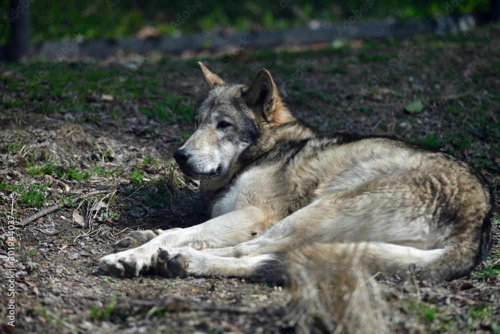 Fototapeta premium 動物園