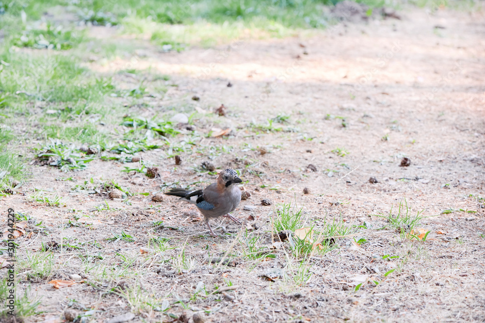 Obraz premium little jaybird looking for food