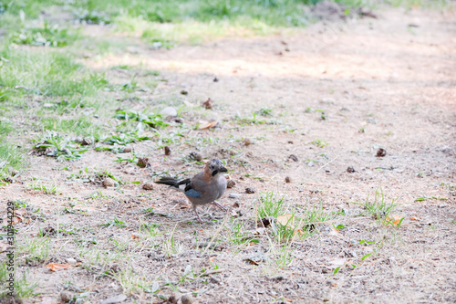 little jaybird looking for food © luismicss