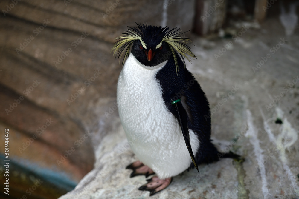 Naklejka premium 動物園