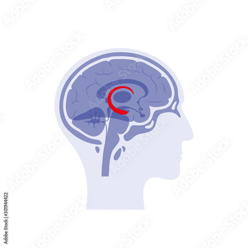 Vector isolated illustration of Hippocampus 