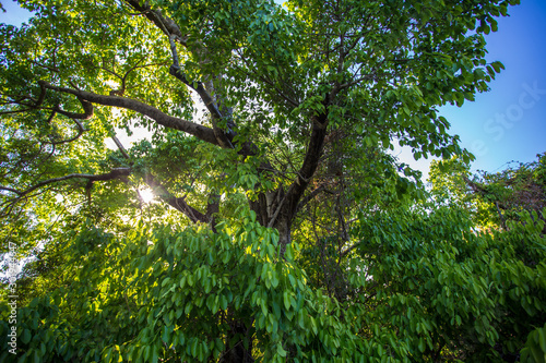 Baum in der Sonne © Tittel-Mosser