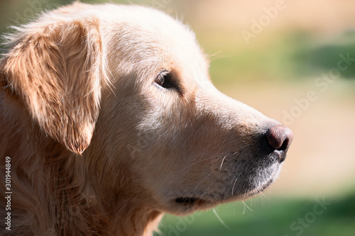 portrait of a beautiful golden retriever dog