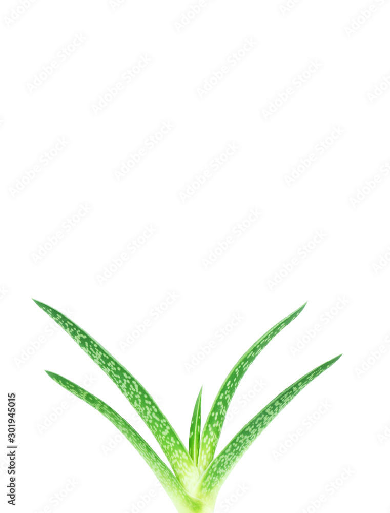 Aloe sprout with roots. Aloe sprout with roots.