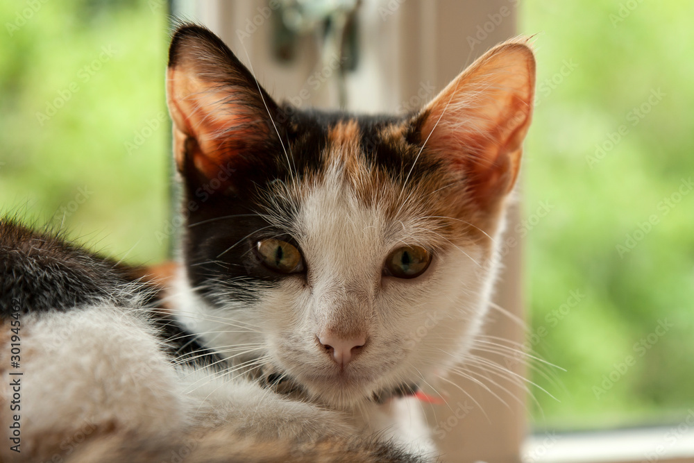 Kitten in a Window