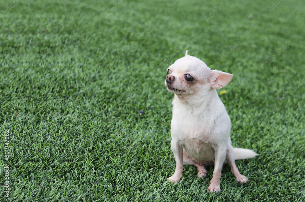 Portrait of cute white short hair chihuahua dog sitting on the green grass, looking away. Portrait of cute white short hair chihuahua dog sitting on the green grass, looking away.