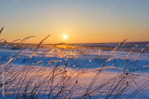 Winter landscape with dry frozen grass on the background of snow covered plain, blue sky and orange sun at sunset. Beautiful natural scenery. Selective focus